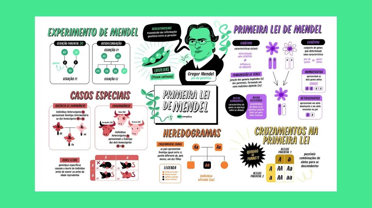 Primeira Lei de Mendel